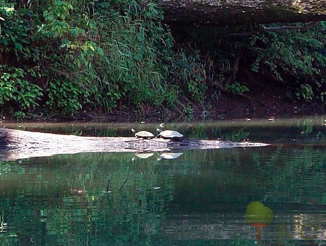 Missouri Turtles on log on river