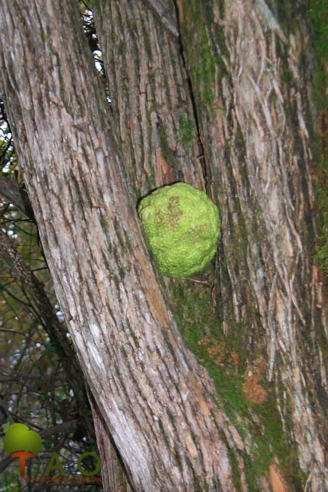 Hedge apples store
