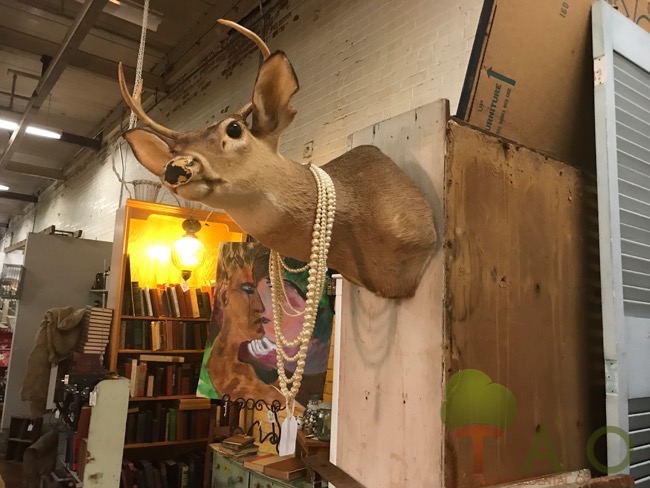 taxidermy in junk store