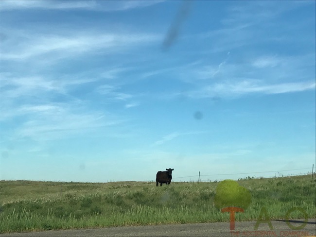 cow in pasture nd