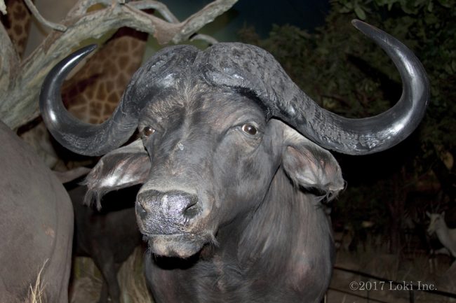 cape buffalo WOW museum