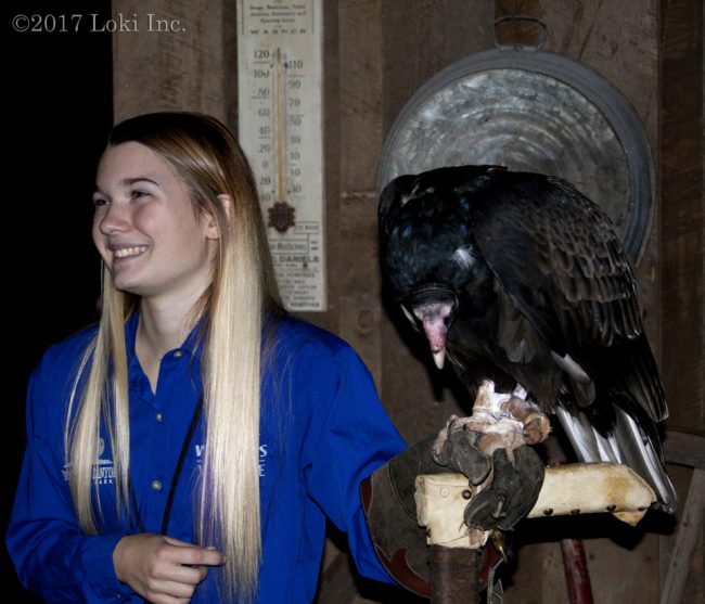 turkey vulture live wow museum