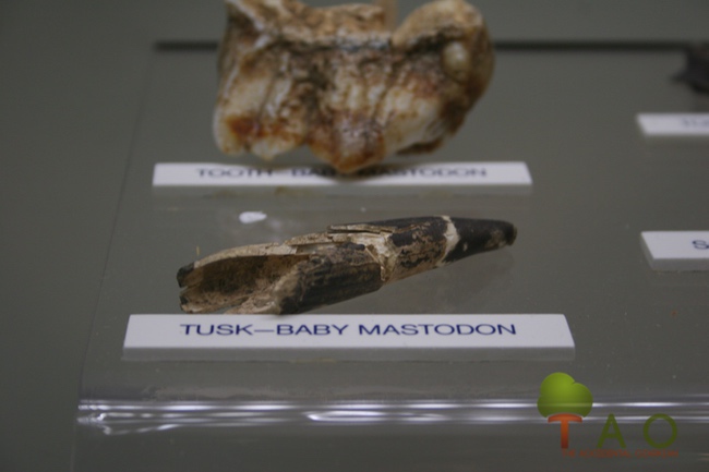 baby mastodon tusk