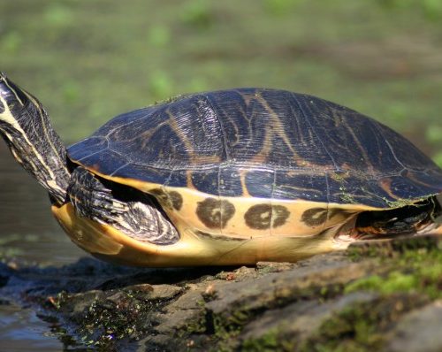 River cooter turtle Wikimedia
