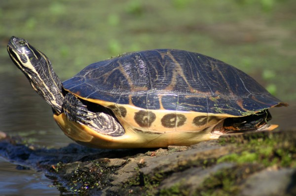 Missouri Turtles: Give ‘em a brake