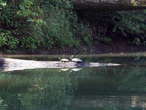 Missouri Turtles on river