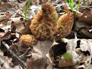 3 morels in a row