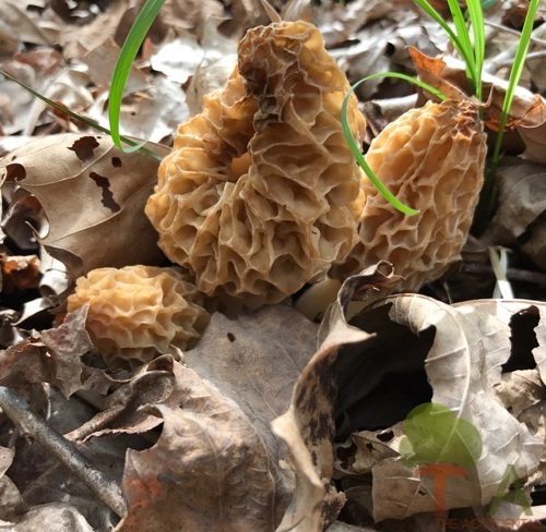 3 morels in a row