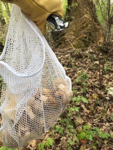 morels in bag