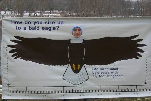 wing span of eagle on eagle days