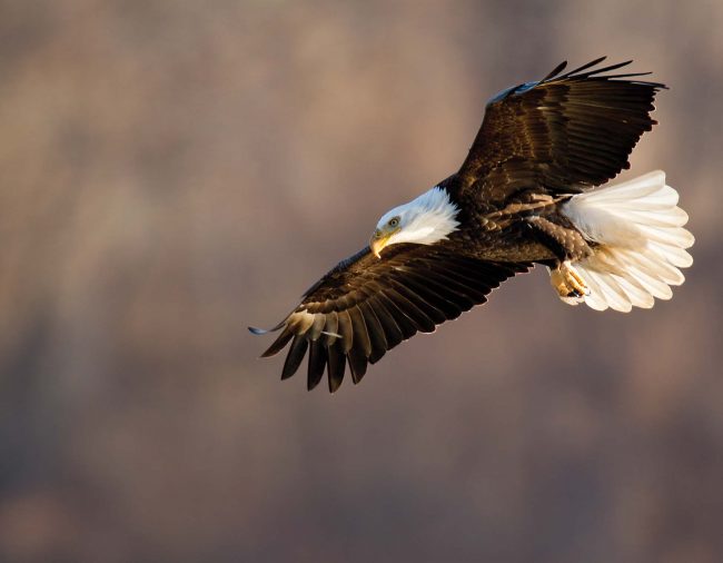 Keep an Eye on Bald Eagles in Missouri This Winter
