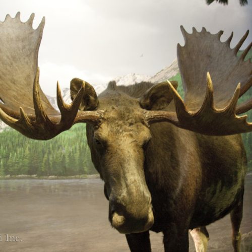 moose at WOW museum