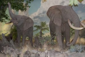 elephants WOW museum