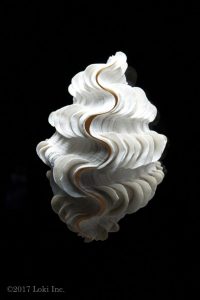 clam shell WOW