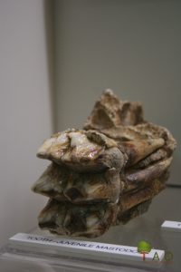 juvenile mastodon tooth