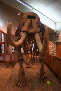 Mastodon State Historic site Mastodon