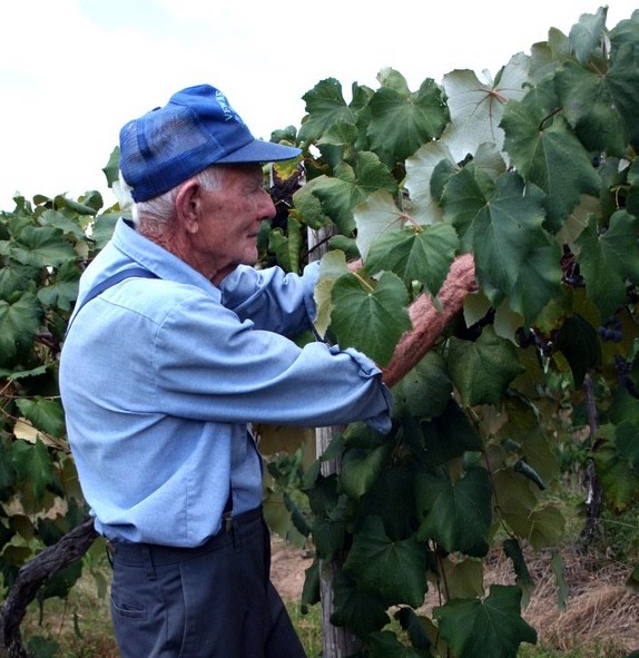 Missouri’s Grape Harvest Stops Traffic