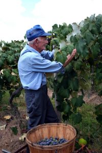 Joe Zulpo Missouri's grape harvest