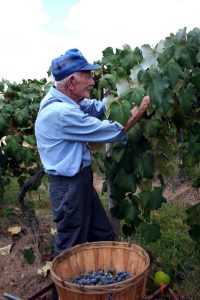 Joe Zulpo Missouri's grape harvest