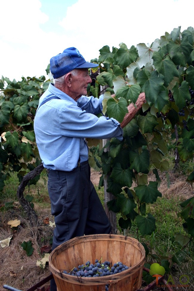 Joe Zulpo Missouri's grape harvest