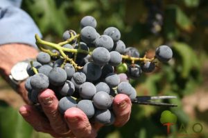 Missouri's concord grapes