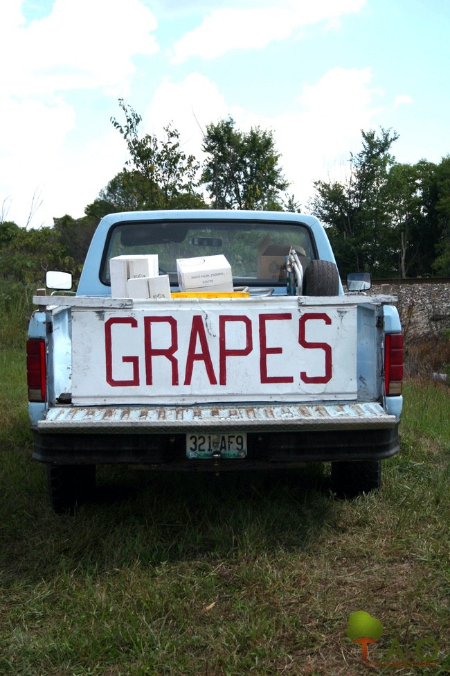 Missouri's grape harvest 1