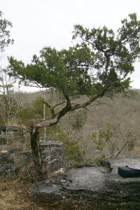 Cedar tree on Narrows Trail missouri