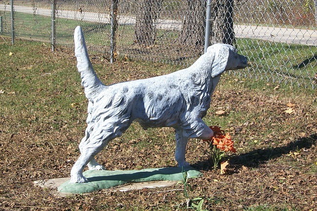 bird dog in Missouri cemetery