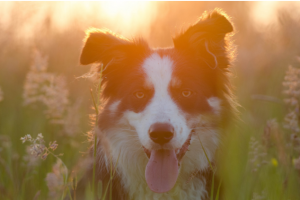 border collie