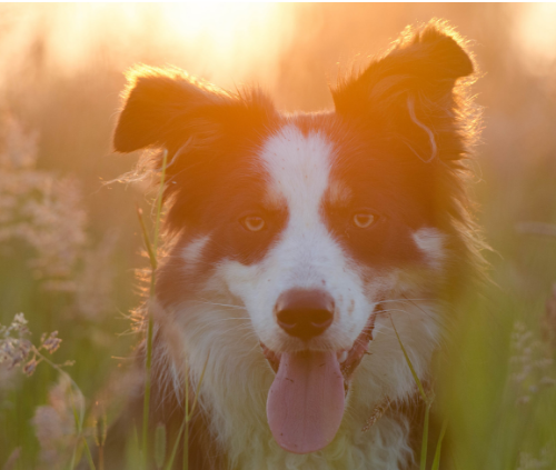 border collie