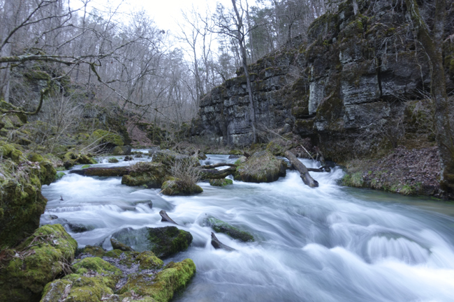 Greer Spring branch