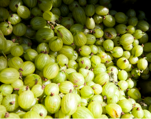 gooseberries