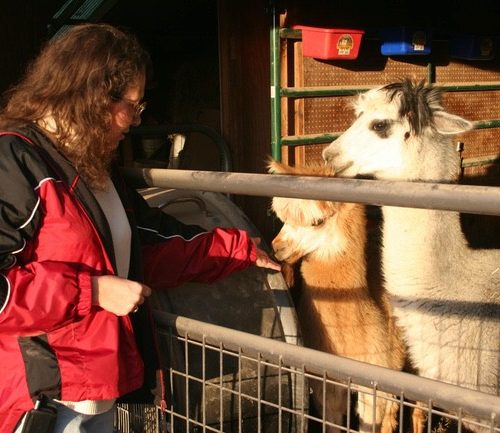 Connie Root and Ozarks Alpacas