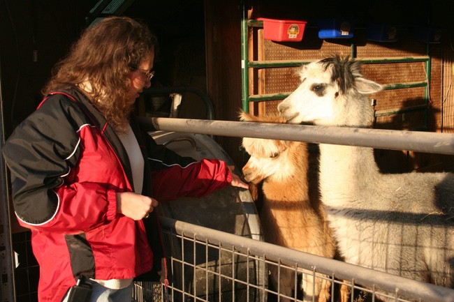 Alpacas in the Ozarks