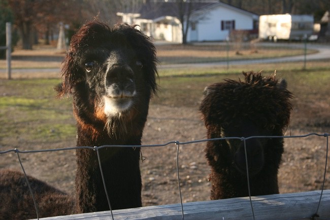 Alpacas in the Ozarks