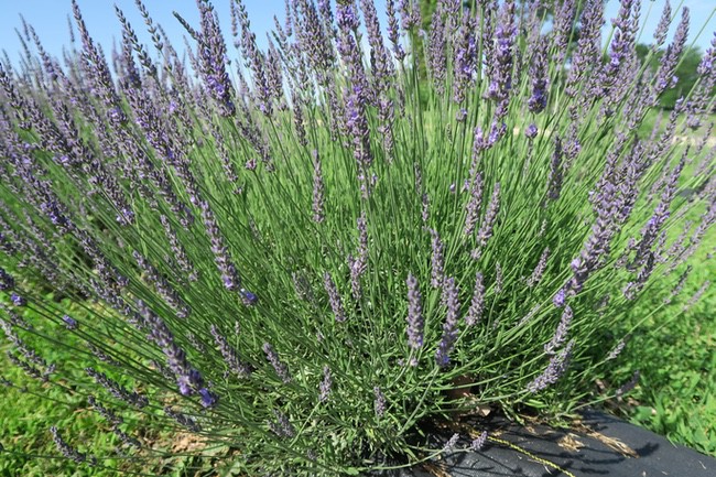 Lavandula x intermedia