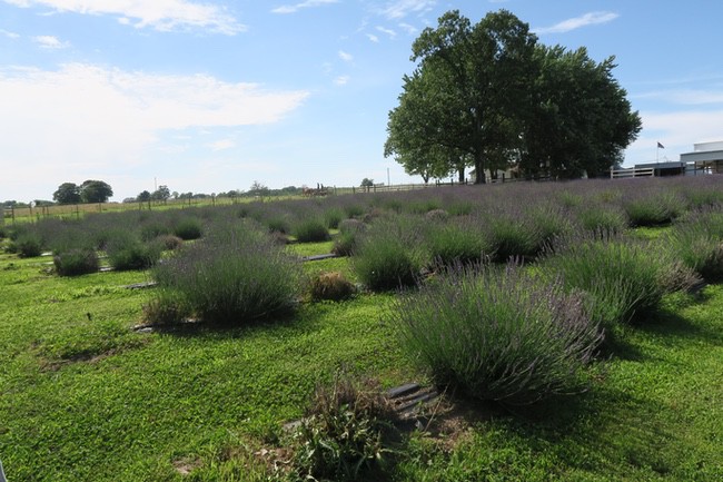 Swank Lavender Farm