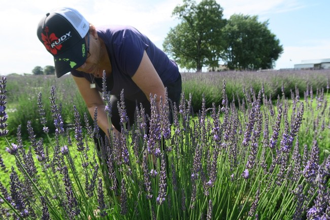 A Visit to Swank Lavender Farm