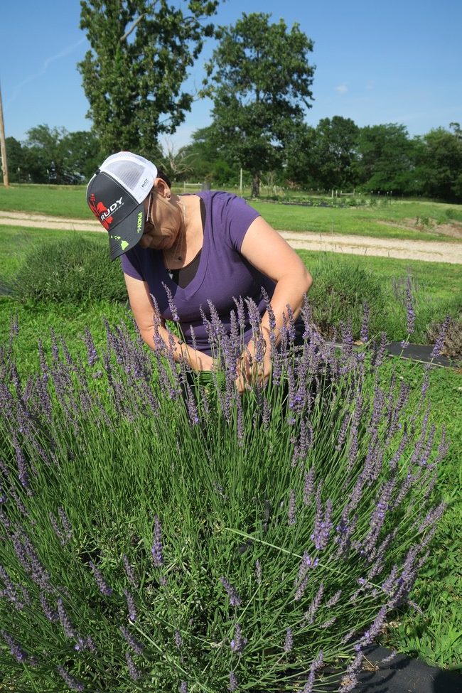 Swank Lavender Farm cutting