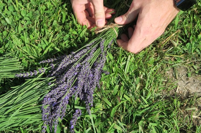 fresh cutlavender bundle