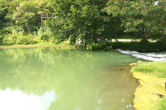 Mammoth Spring in Arkansas