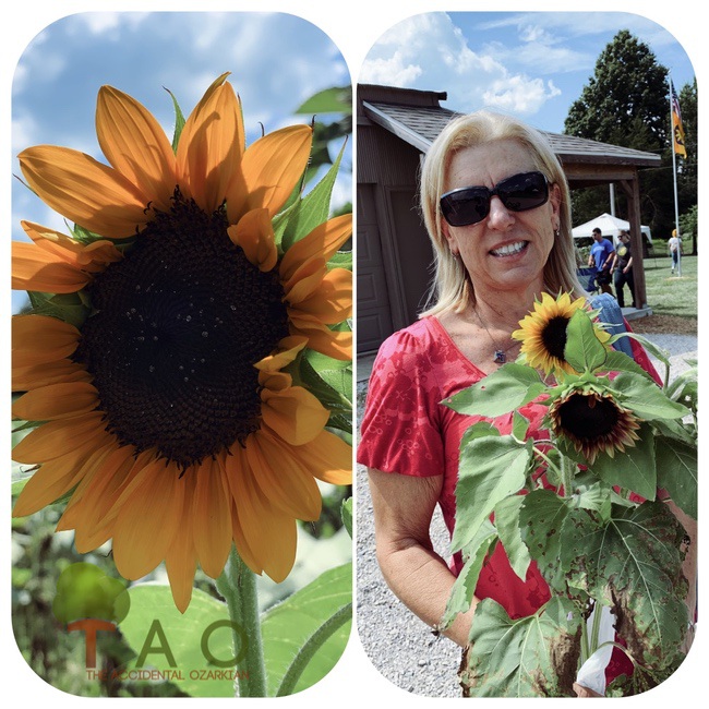 Sunflower Festival Fair Grove MO