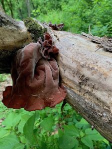 wood ear at blue spring