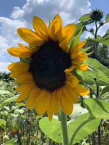 beautiful sunflower missouri ozarks