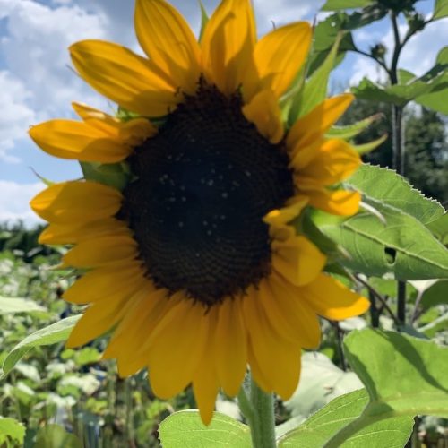 beautiful sunflower missouri ozarks