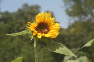 sunflower in field at Golden Grove Farms