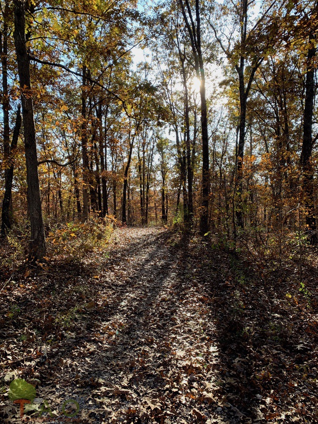 Cedar Gap trail