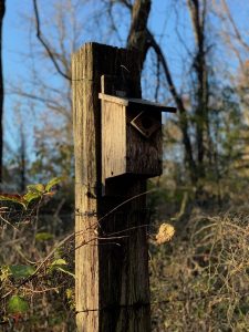 bluebird house Cedar Gap