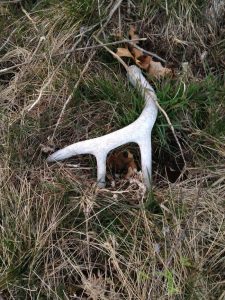 dropped antler on ground