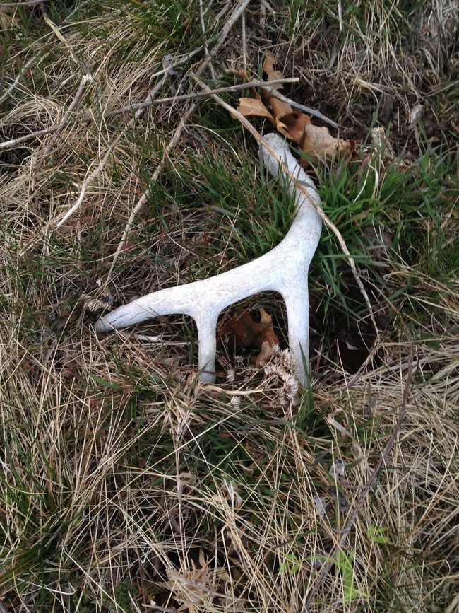 antler in dirt